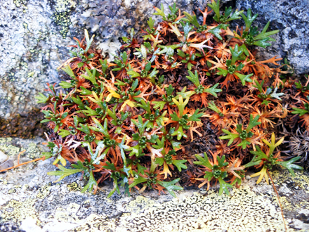 Androsacea